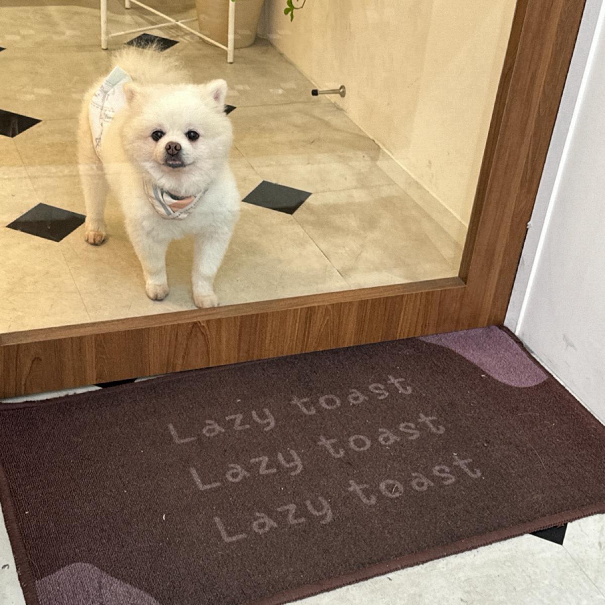 店狗(博美犬)
